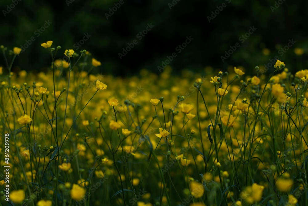 Obraz premium yellow flowers background