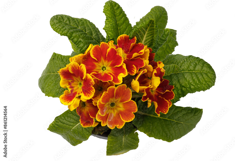Spring time blossom of orange primroses flowers in pot, front view close up isolated. Top view. Spring time blossom of orange primroses flowers in pot, front view close up isolated. Top view.