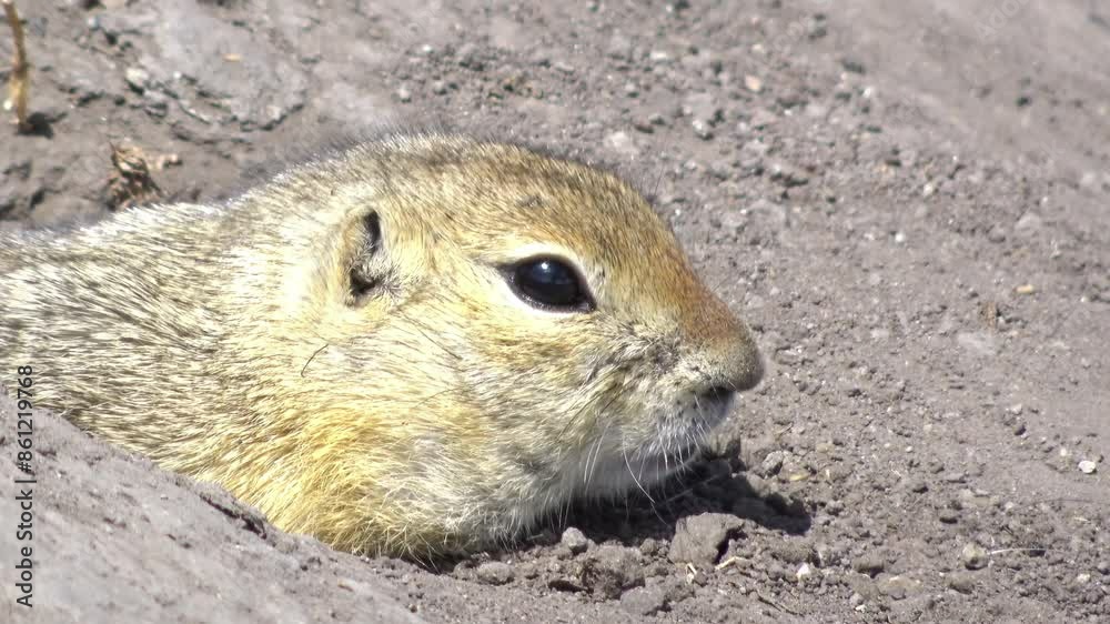 Close up to a vigilant Richardson's ground squirrel rodent, peeks out of its burrow in the dirt, watchful and alert to its surroundings. Close up to a vigilant Richardson's ground squirrel rodent, peeks out of its burrow in the dirt, watchful and alert to its surroundings.