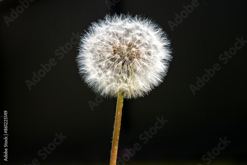 Dandelion has medicinal effects and is also a nutritious food. It contains many minerals, vitamins and bioactive substances