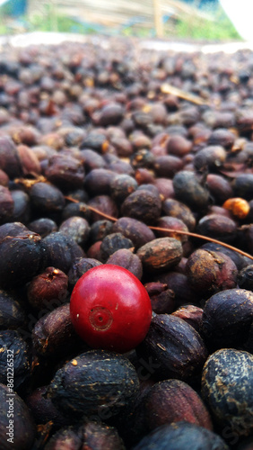 fresh cherry coffee between dried cherry coffee