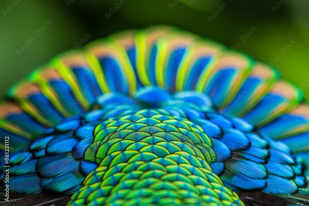 Fototapeta premium Vivid macro capture showcasing the intricate patterns on peacock feathers