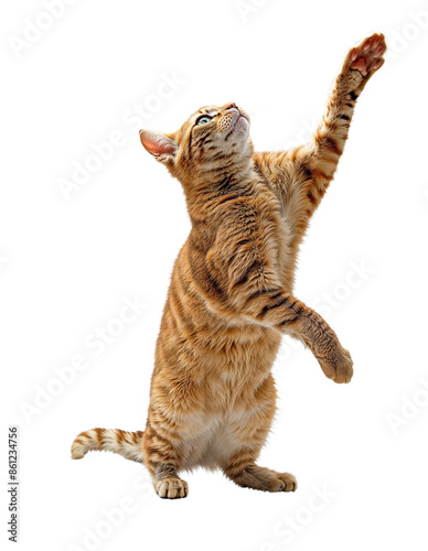 A orange tabby cat standing on its hind legs and reaching out with one paw raised or play and catch something in the air or jumping or doing the Dab dance. photo