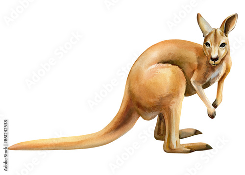 Photography kangaroo Australian animal watercolor isolated on white background, realistic drawing cute animals