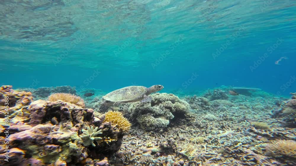 A sea turtle (hawksbill turtle) navigates through colorful corals as the camera smoothly follows its path. The vibrant coral formations and clear blue water highlight the turtle's fluid movements. A sea turtle (hawksbill turtle) navigates through colorful corals as the camera smoothly follows its path. The vibrant coral formations and clear blue water highlight the turtle's fluid movements.