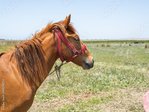 Fotografija Horse head, side view of a haltered brown red horse head standing in the meadow in sunny summer day