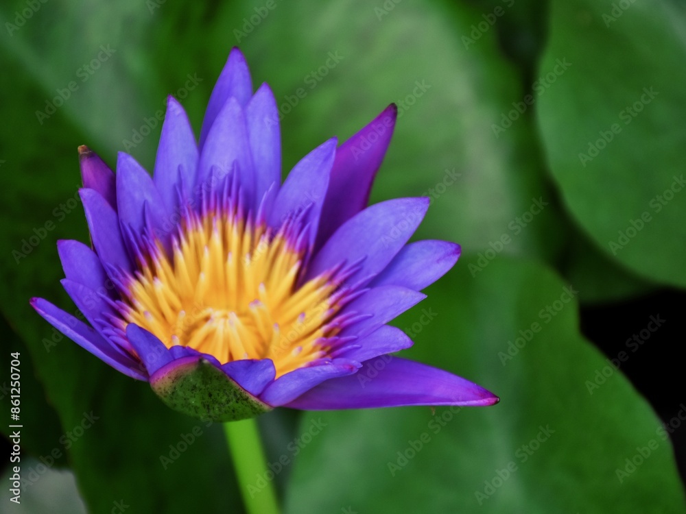 A single purple-white lotus flower with yellow pollen is blooming in the natural sunlight on the green lotus leaves backgrounds. Water lily. A single purple-white lotus flower with yellow pollen is blooming in the natural sunlight on the green lotus leaves backgrounds. Water lily.