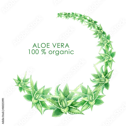 Hand drawn frame green watercolor illustration of aloe vera, single element of aloe vera, green succulent isolated on white background.