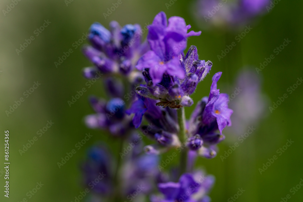 Purple Lavender in close up view with de focus bokeh background