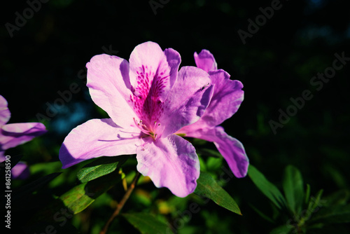 A Taste of Shenzhen - Fairylake Botanical Garden