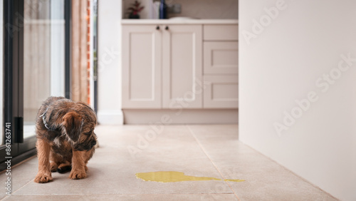 Toilet Or House Training Border Terrier Puppy Sitting On Kitchen Floor At Home After Wee