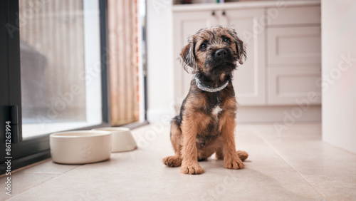 Obraz na płótnie Cute Border Terrier Puppy Sitting On Kitchen Floor At Home