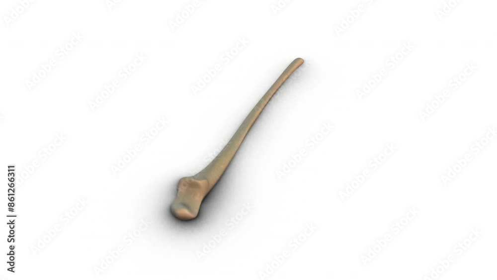 Human Ulna bone isolated on white background Human Ulna bone isolated on white background