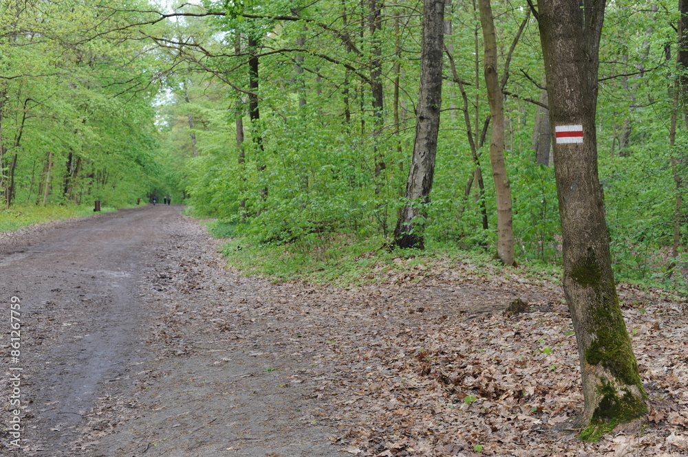 A dirt road through the green forest in spring A dirt road through the green forest in spring