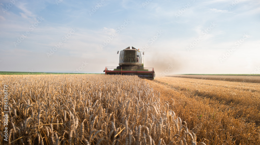 Fototapeta premium Harvester working in wheatfield at sunset.