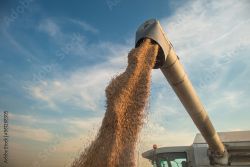 Grain auger of combine pouring wheat into tractor trailer