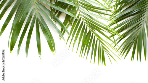 Palm leaves, monstera corner on isolated white background