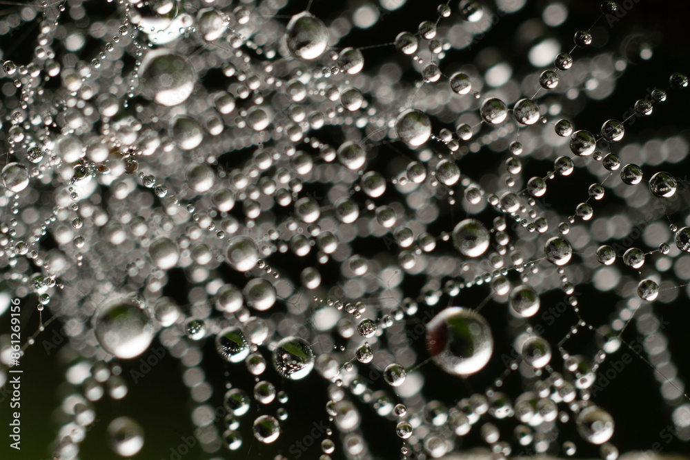 Water droplets on spider web in forests. Water droplets on spider web in forests.