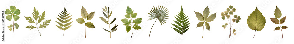 Obraz premium Green dried leaves png on transparent background