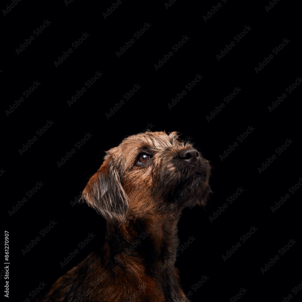 Close Up Studio Portrait Of Border Terrier Puppy Against Black Background Close Up Studio Portrait Of Border Terrier Puppy Against Black Background