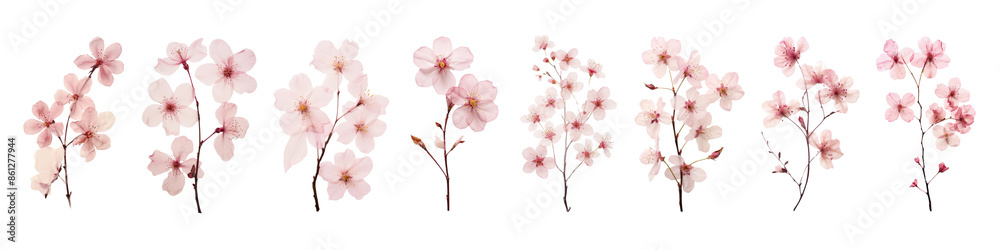 Real pressed cherry blossoms set Real pressed cherry blossoms set