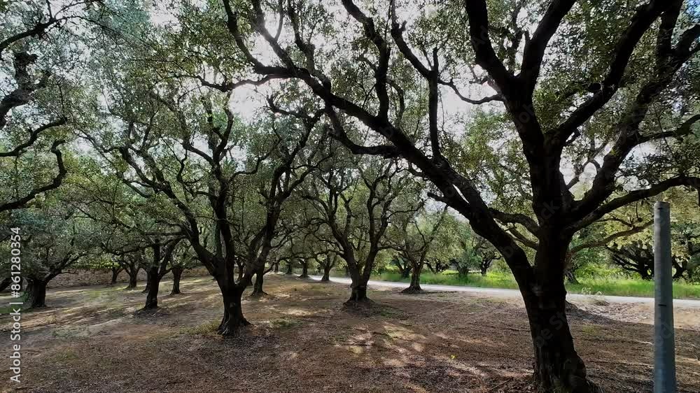 Olive tree and Argan plantation in Greece, Olea europaea Olive tree and Argan plantation in Greece, Olea europaea