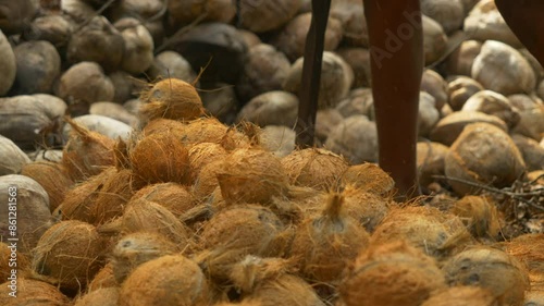 Coconut dehusking process manually by skilled workers, Heap of coconuts, Tamil Nadu photo