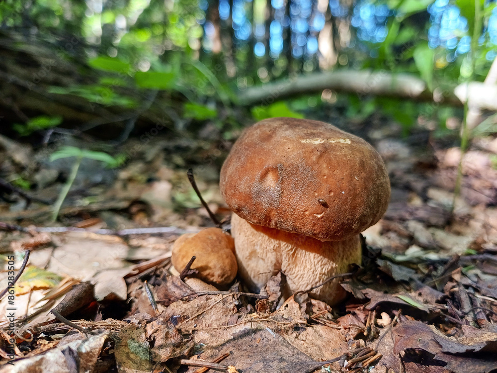 A pair of small boletus mushrooms with thick legs in the forest on a sunny summer day, close-up. Selective focus. A pair of small boletus mushrooms with thick legs in the forest on a sunny summer day, close-up. Selective focus.