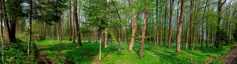 Panorama of dark green forest, gloomy light, forest in summer. Panorama of dark green forest, gloomy light, forest in summer.