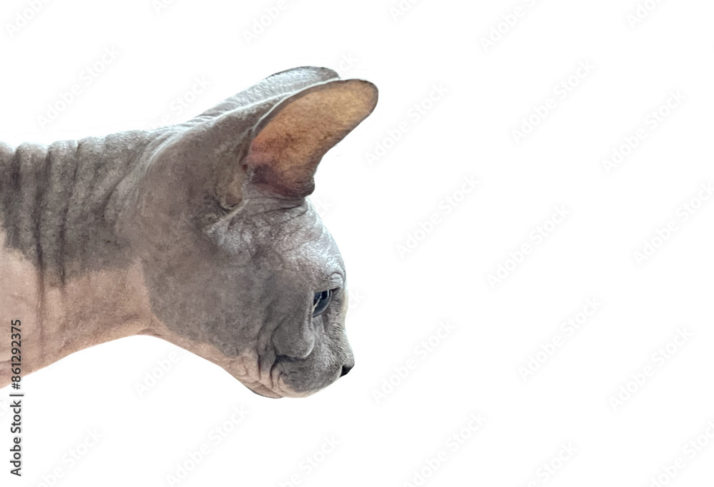 Fototapeta premium Gray cat sphynx pet isolated on white background