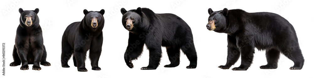 Fototapeta premium Black bear wild animal set