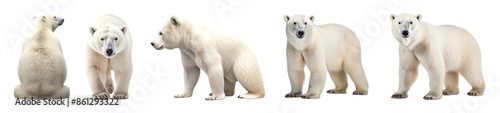 white bear wild animal set