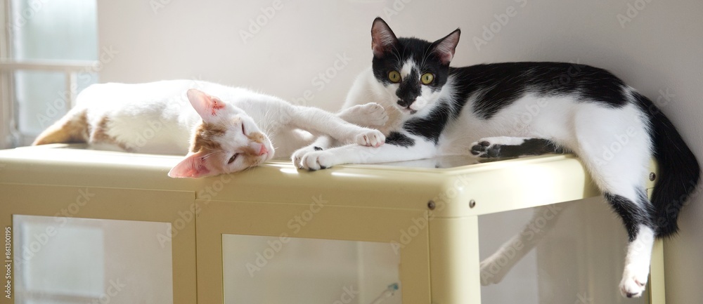 2 cats lying on the cabinet