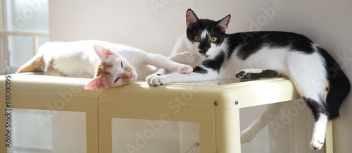 2 cats lying on the cabinet