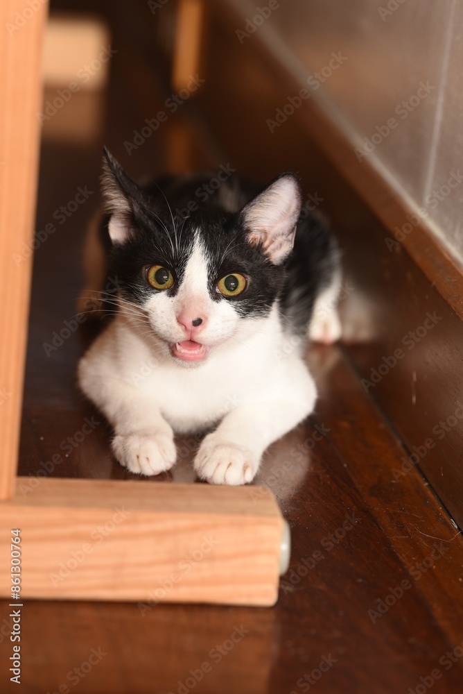 angry tuxedo cat