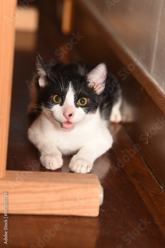 Obraz na płótnie angry tuxedo cat w salonie