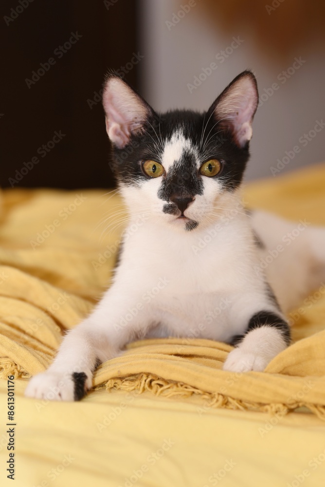 portrait of young tuxedo cat