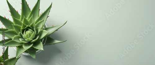 aloe vera on plain background top view banner with copy space photo