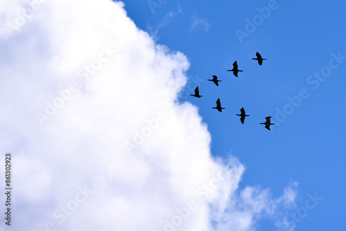 Obraz na płótnie flock of birds flying in V shape in the sky towards a cloud w salonie