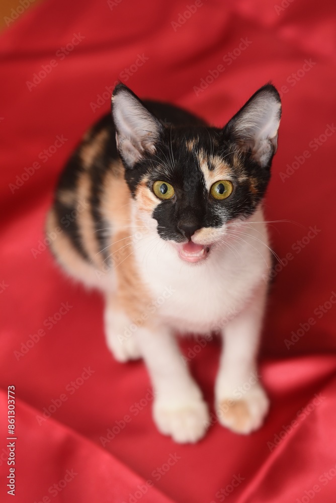 calico 4 months old kitten red background