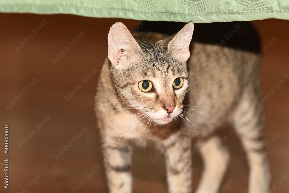 closeup on tabby cat standing