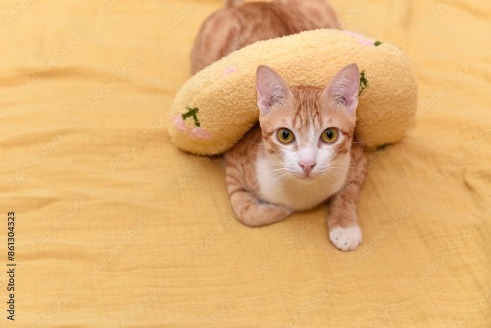 orange cat on yellow blanket with yellow toy