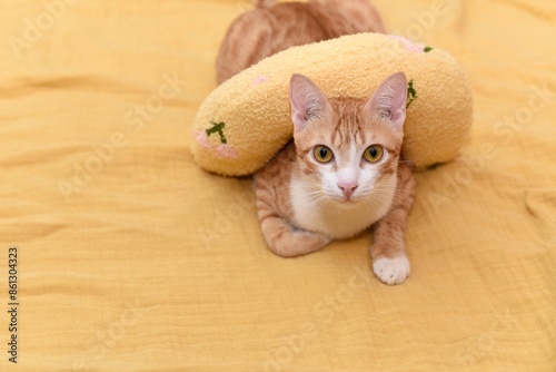 Obraz na płótnie orange cat on yellow blanket with yellow toy w salonie
