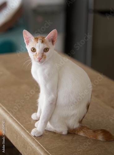 Obraz na płótnie white cat with orange spots staring at you w salonie