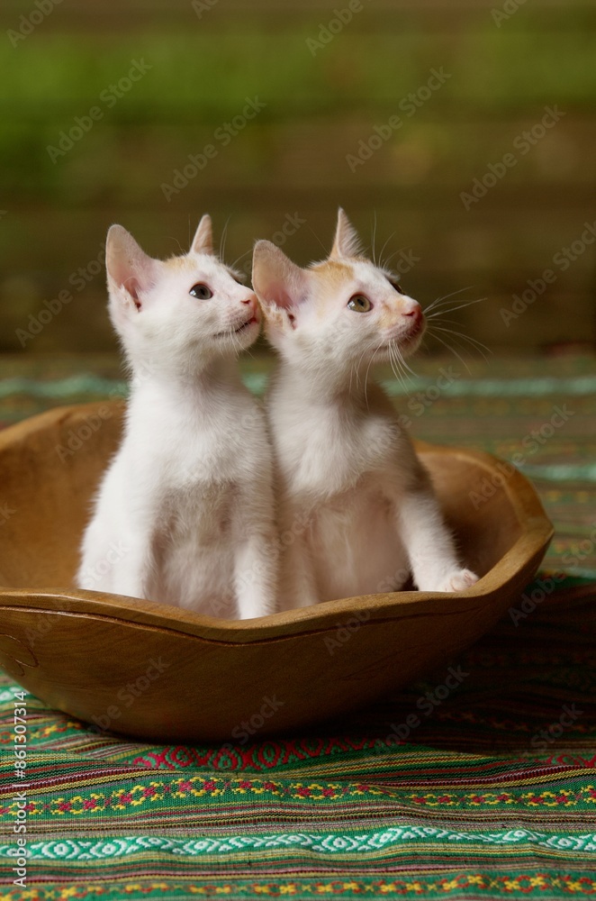 two 2 months old kittens in wood bowl