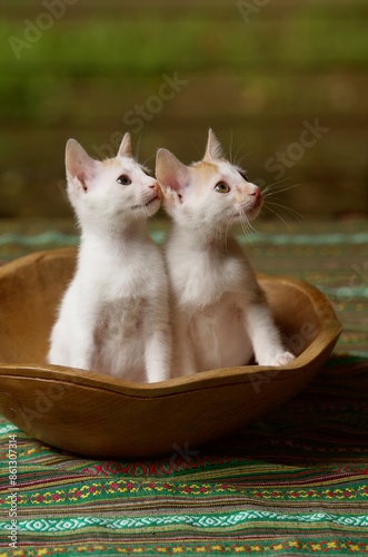 Obraz na płótnie two 2 months old kittens in wood bowl w salonie