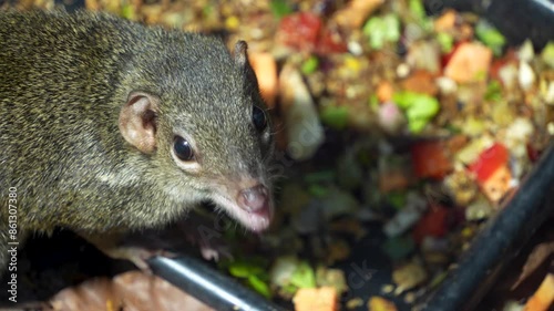 A close view of a tropical squirrel also treeshrew moving around the ground photo