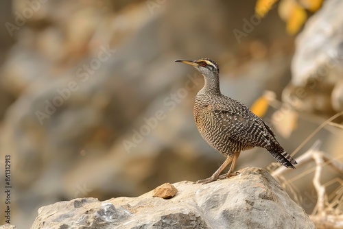 Grey francolin (Francolinus pondicerianus) , Ranthambhore National Park, Rajasthan, India photo