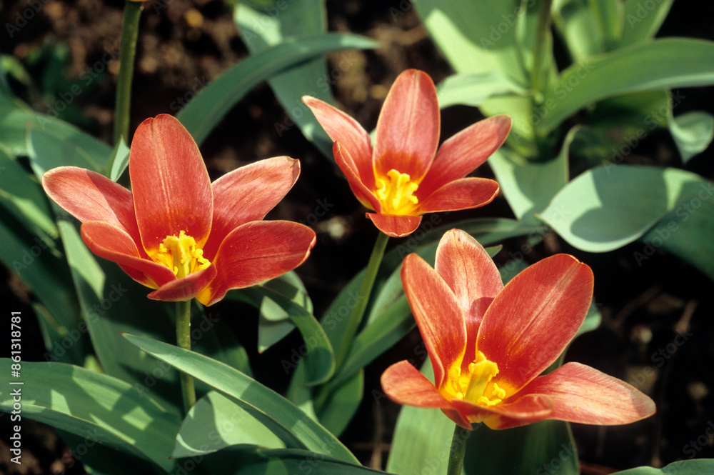 Obraz premium Tulipa kaufmanniana 'Fashion' , Tulipe