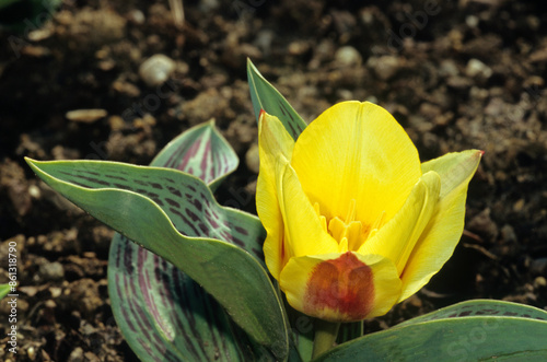 Tulipa kaufmanniana 'Jeantine' , Tulipe photo